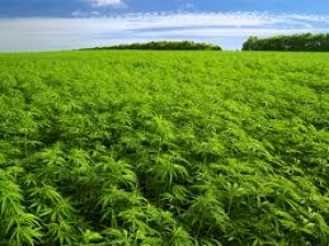 Plantatie de cannabis, la doi pasi de Ploiesti. &quot;Agricultorii&quot; au ajuns dupa gratii - VIDEO