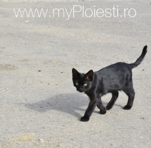 Pisica blanda, pe Ghe. Gr. Cantacuzino, zona Ciprom. Ia-o acasa!