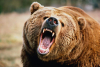 Zeci de atacuri ale ursilor in jurul Ploiestiului
