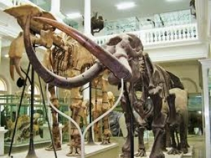 Du-ti pustiul sa vada dinozaurii - Program special la Muzeului Antipa, de Pasti