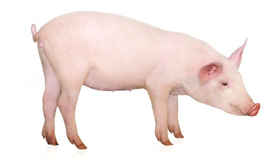 Carne de porc nascut si crescut in Romania, pe rafturile unui mare retailer