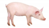 Carne de porc nascut si crescut in Romania, pe rafturile unui mare retailer
