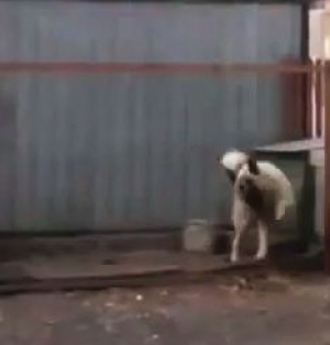 VIDEO DE SHARUIT - Un caine din Romania dansează!