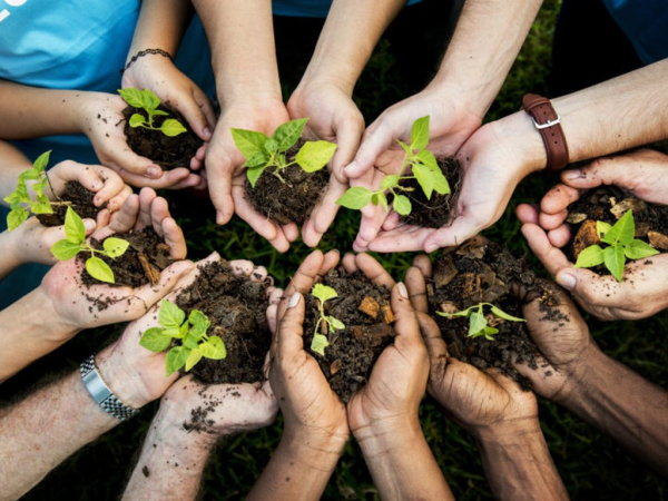 15.000 de copaci plantati intr-o zi. Vezi unde.