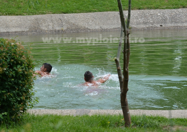 Tigani inotand in lacul de la Sala Sporturilor 