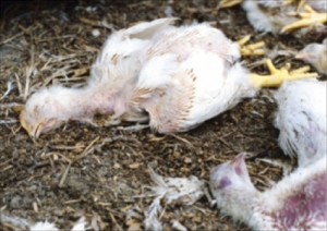 Găini moarte, avortoni si ouă expirate - ai idee cum ajunge asa ceva in farfuria ta?