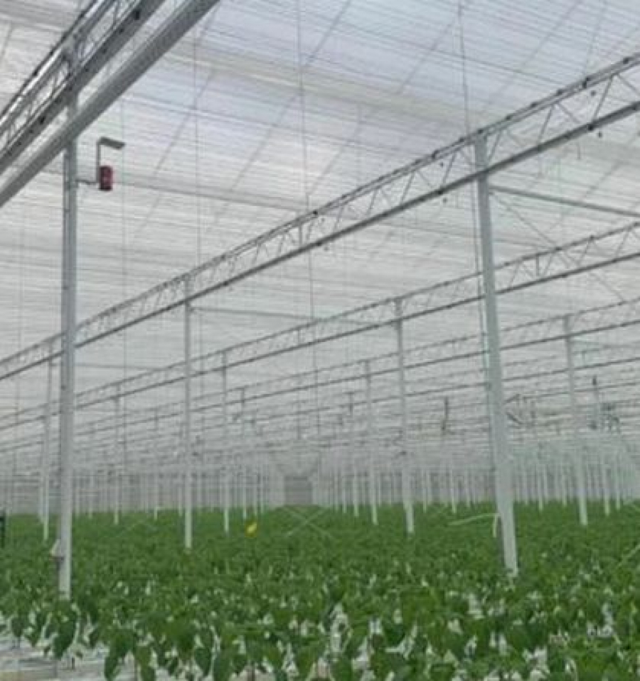 minimis - 4.000 de euro pentru solarii de legume