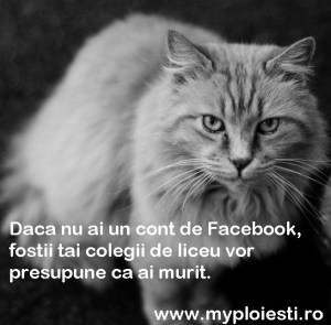 Facebook cat