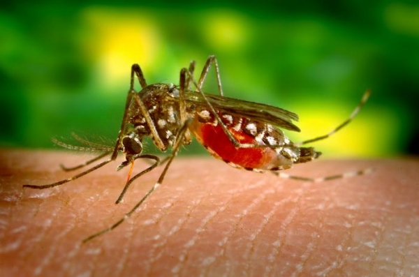 Ce sa stii despre virusul West Nile - cum se transmite, simptome, cum te protejezi